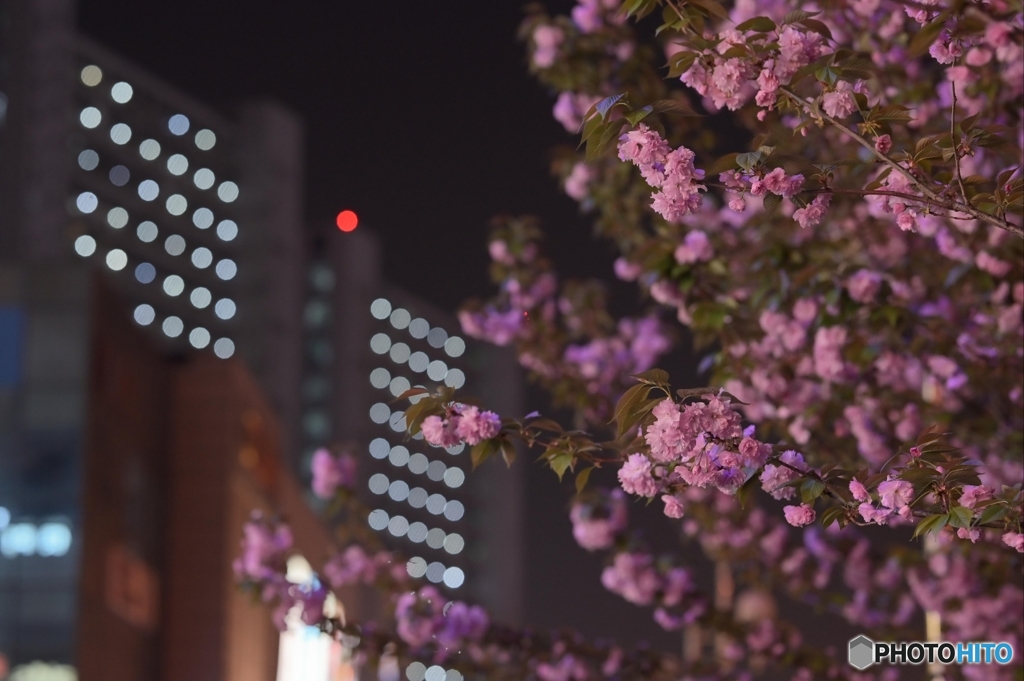 夜桜