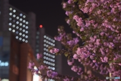 夜桜