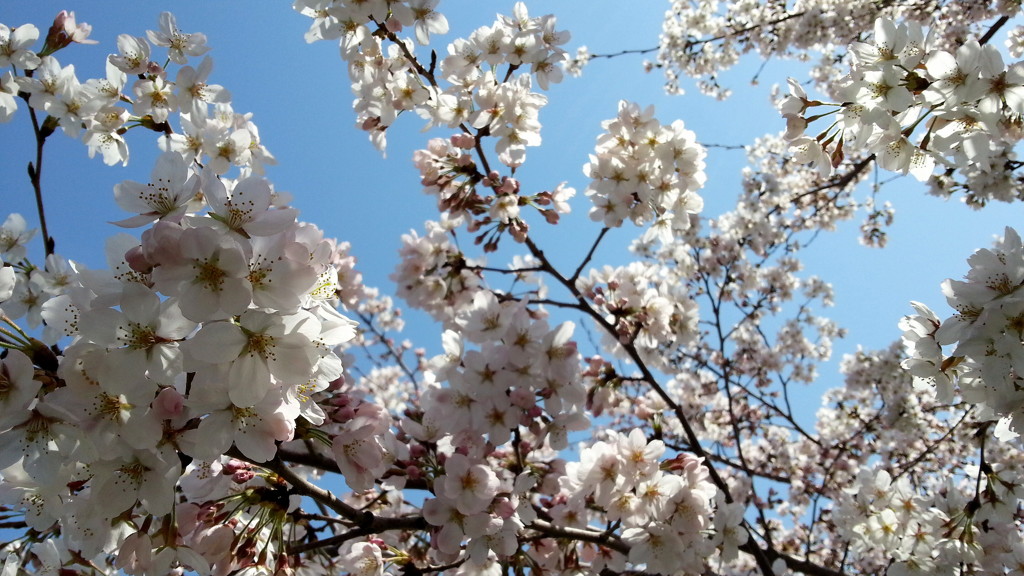 公園の桜１