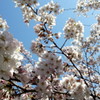 公園の桜１