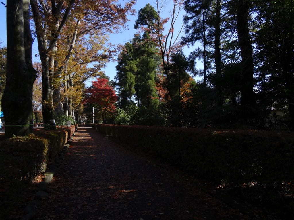 秋の散歩道