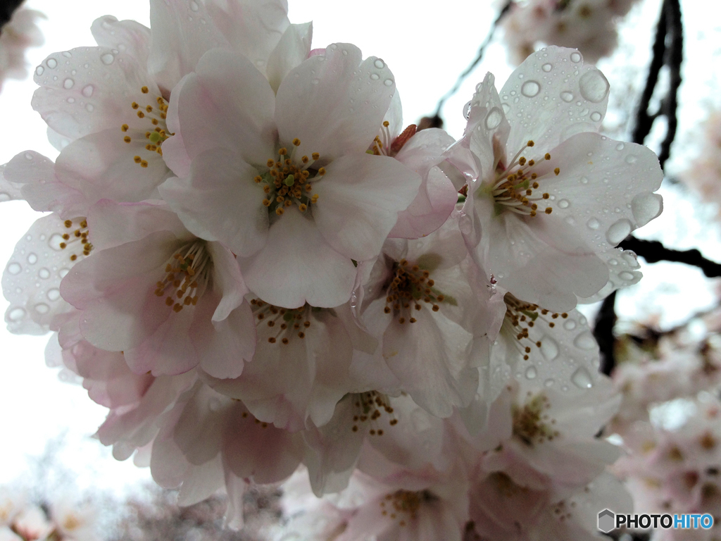 桜と雨の滴