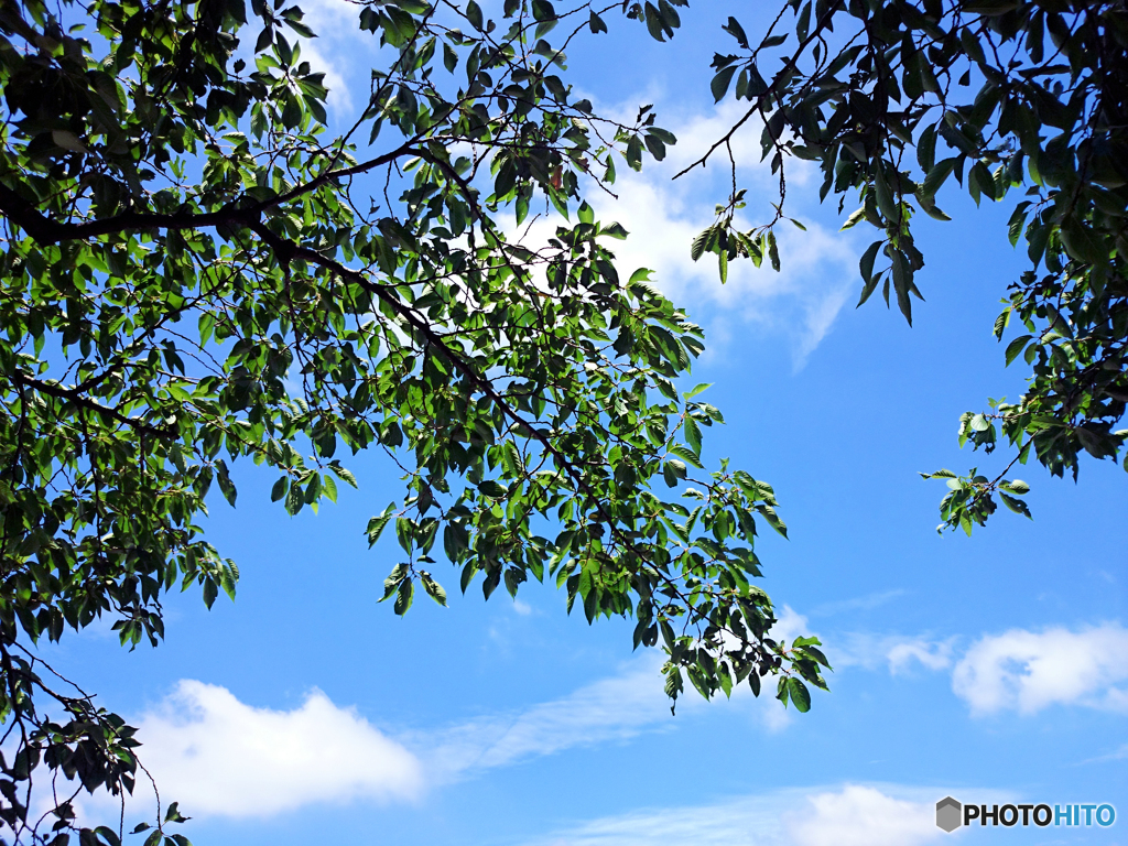 空の青と木の緑