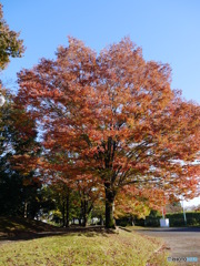 晩秋の紅