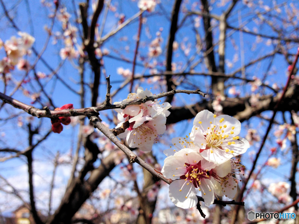 梅は咲いたか桜はまだかいな