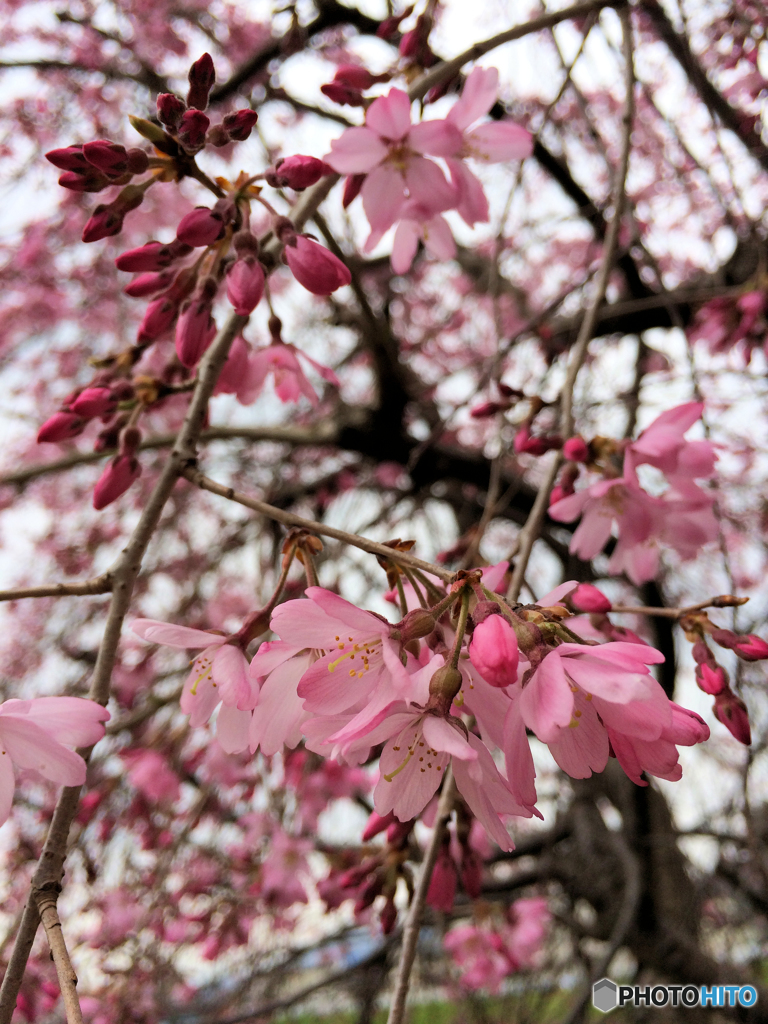 桃色桜