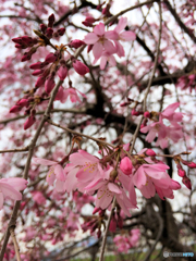 桃色桜