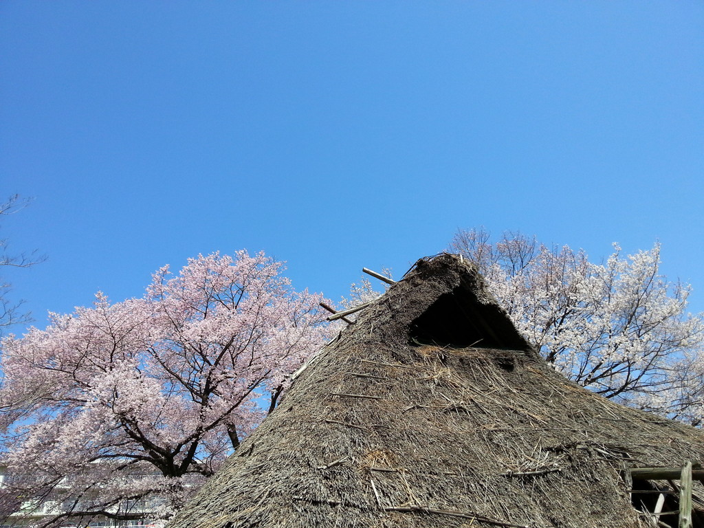 公園の桜３