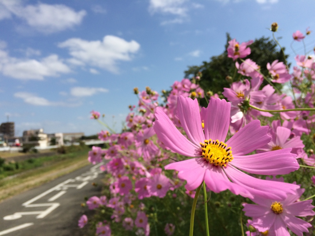 コスモスの教えてくれること