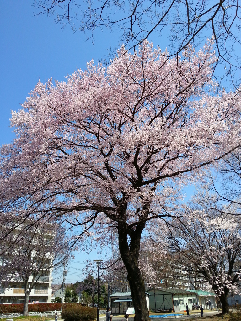 公園の桜２