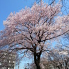 公園の桜２