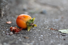 落ちた柿。