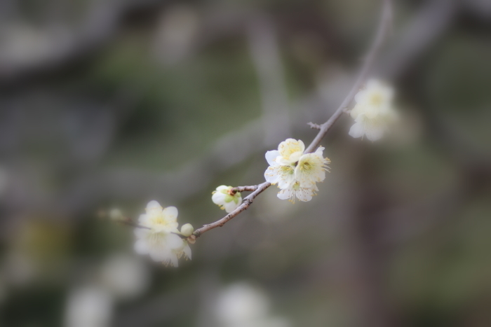 梅の花