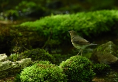 コルリ♀初撮り！