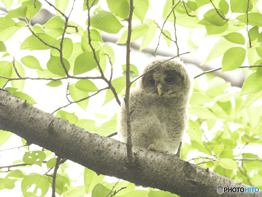 フクロウ雛！