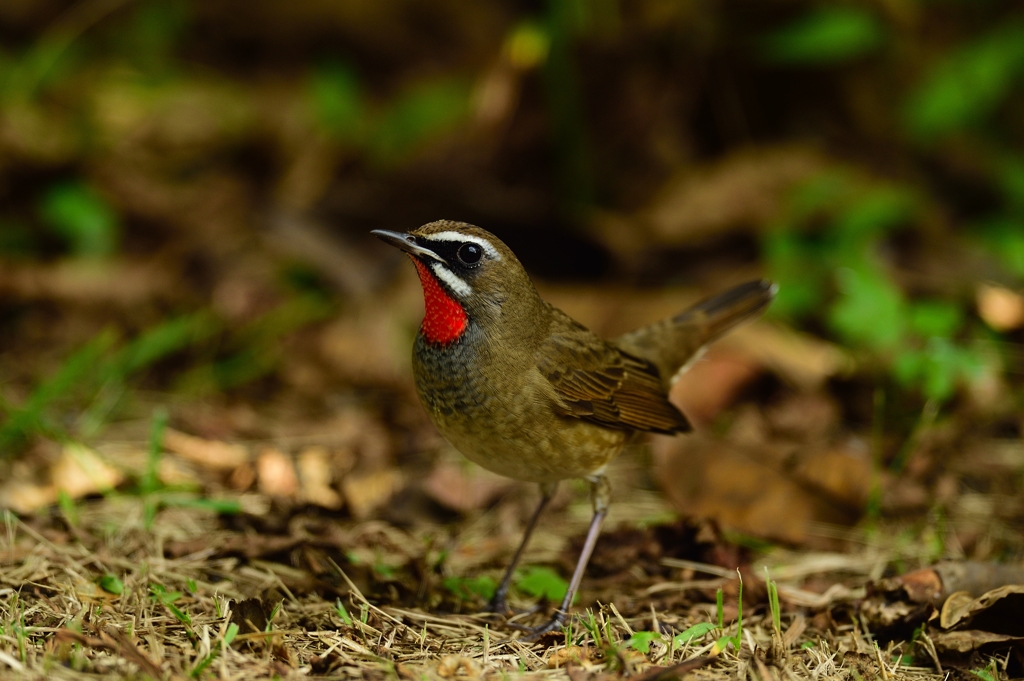 公園のノゴマ！