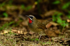 公園のノゴマ！