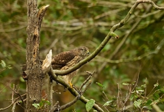 オオタカ（幼鳥）獲物にロックオン！