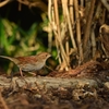 カヤクグリ初見・初撮り！