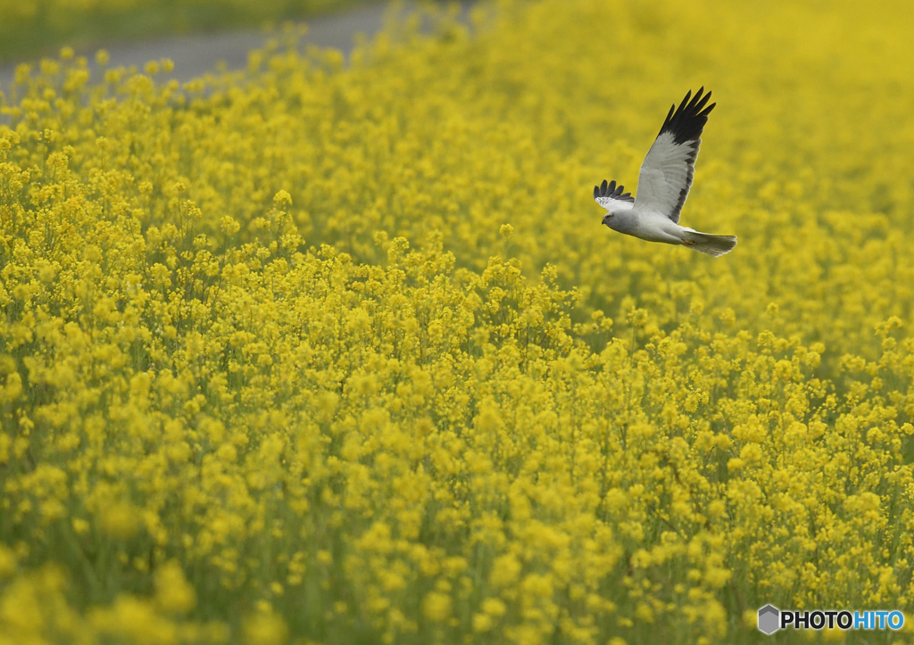 菜の花ハイチュウ♂2016.04.02