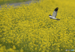 菜の花ハイチュウ♂2016.04.02