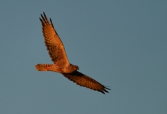 空抜けチュウヒ