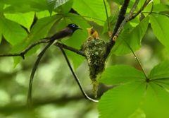 サンコウチョウ給餌