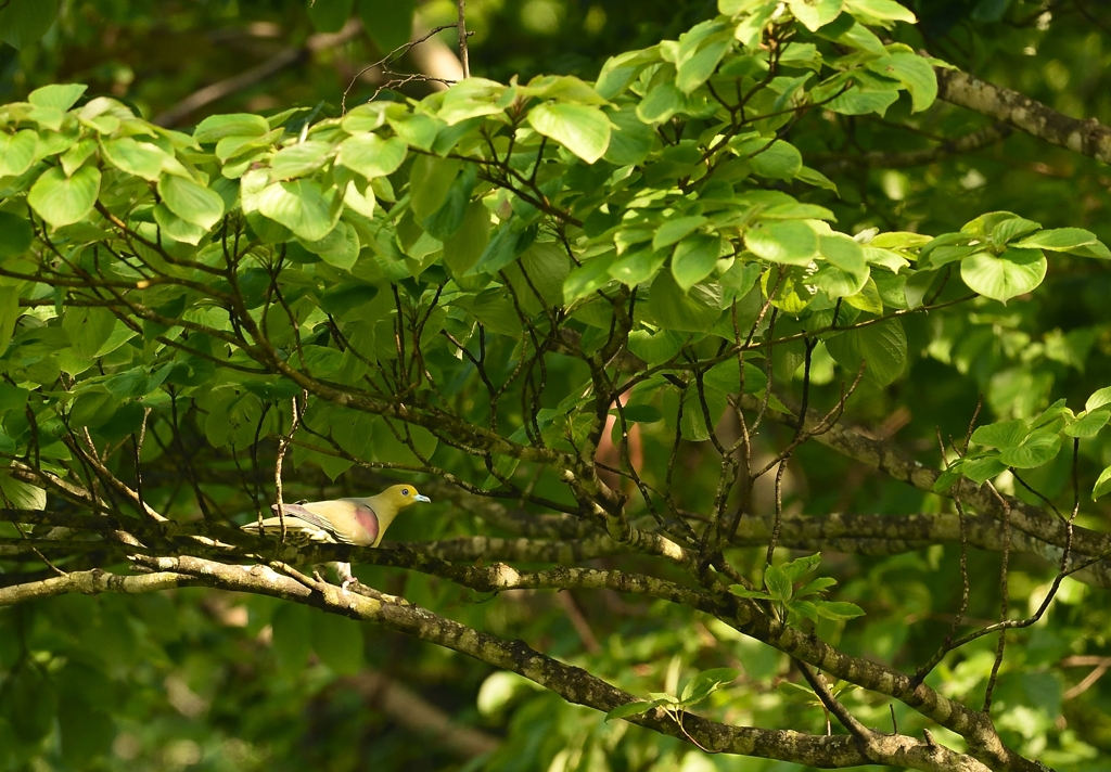 アオバト初見初撮り！