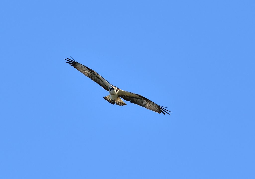 空抜けミサゴ！