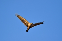 空抜けチュウヒ