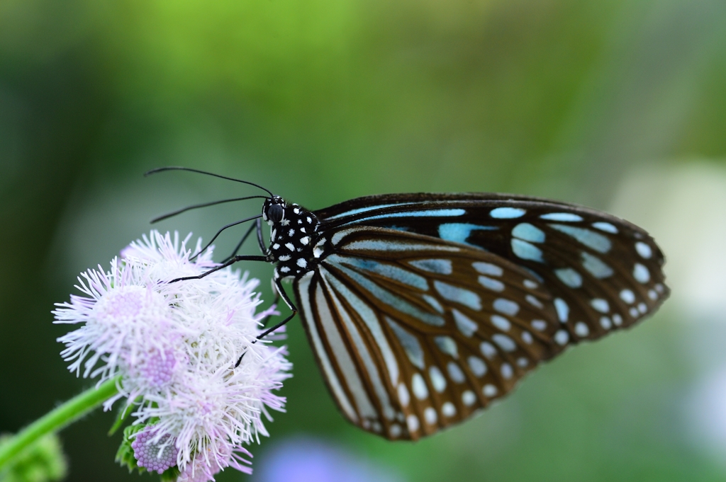 温室のリュウキュウアサギマダラ