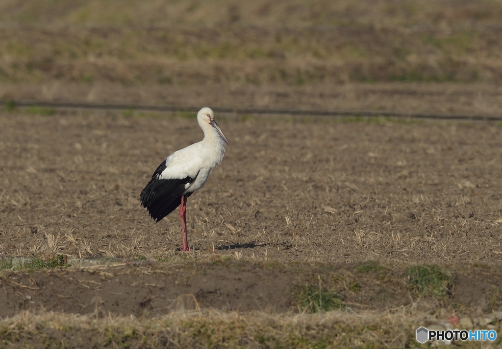 コウノトリ初見初撮り！