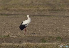 コウノトリ初見初撮り！