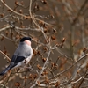 ウソ♂初撮り！