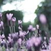 写真 2017-05-23 16 40 28