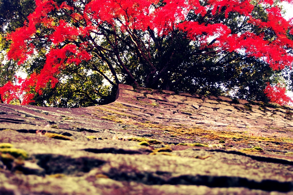石垣に紅葉