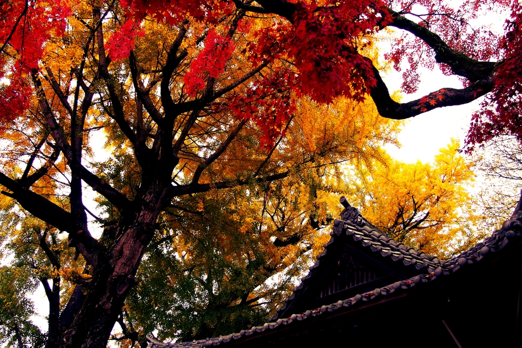 2年前、熊本の神社