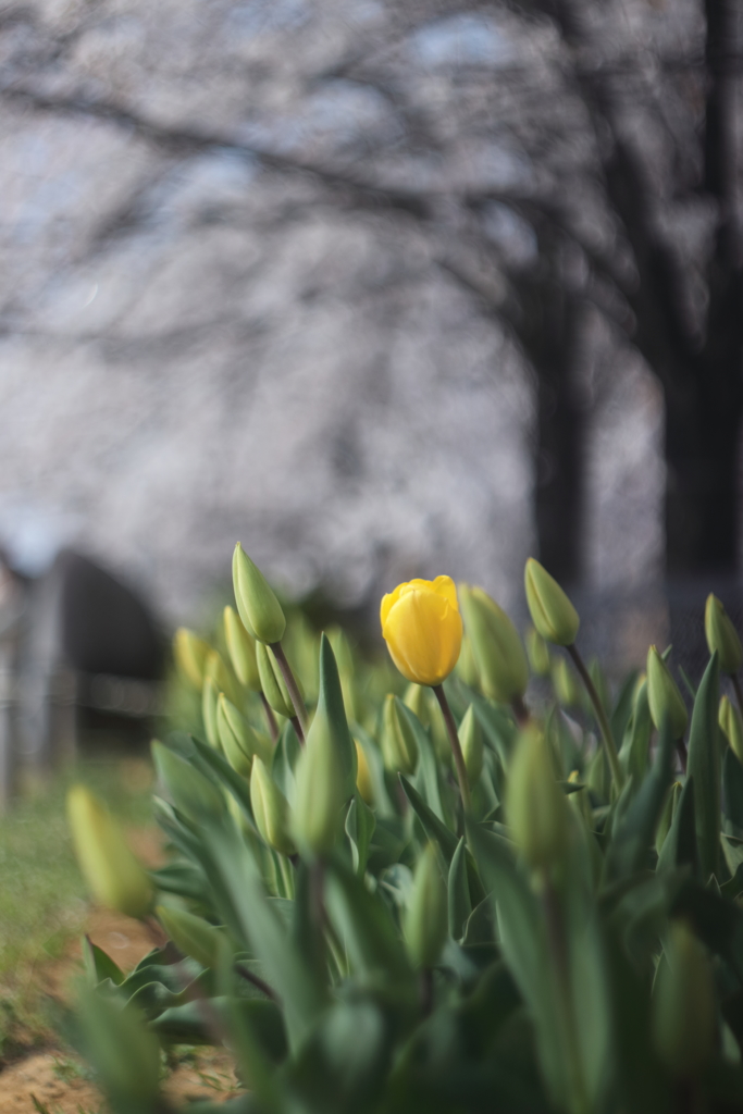 写真 2017-04-14 9 07 12