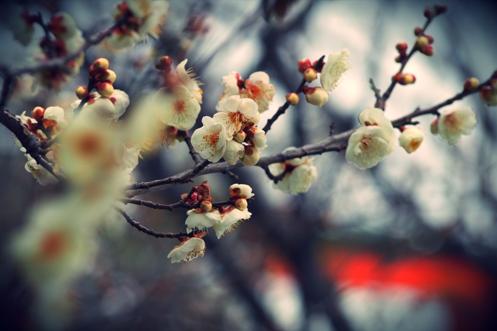 梅の花