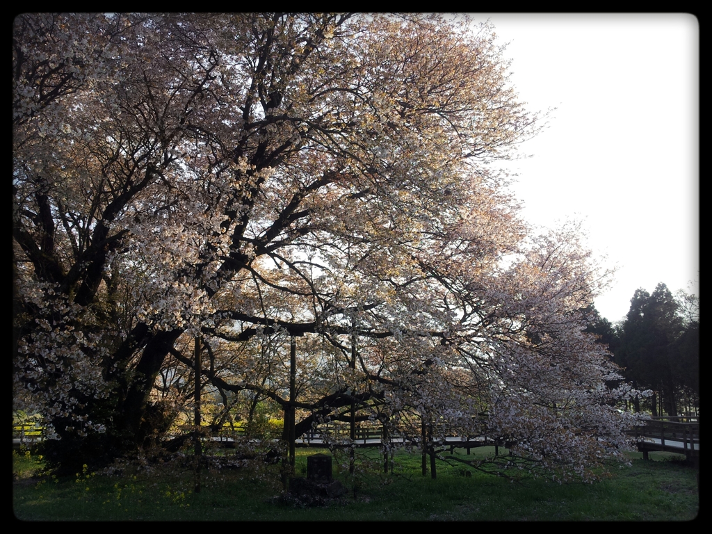 一心行の大桜