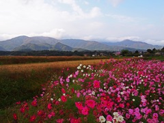 コスモスと野山