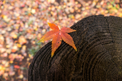 平林寺・ギリセーフ