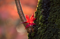 平林寺紅葉