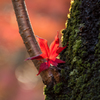 平林寺紅葉