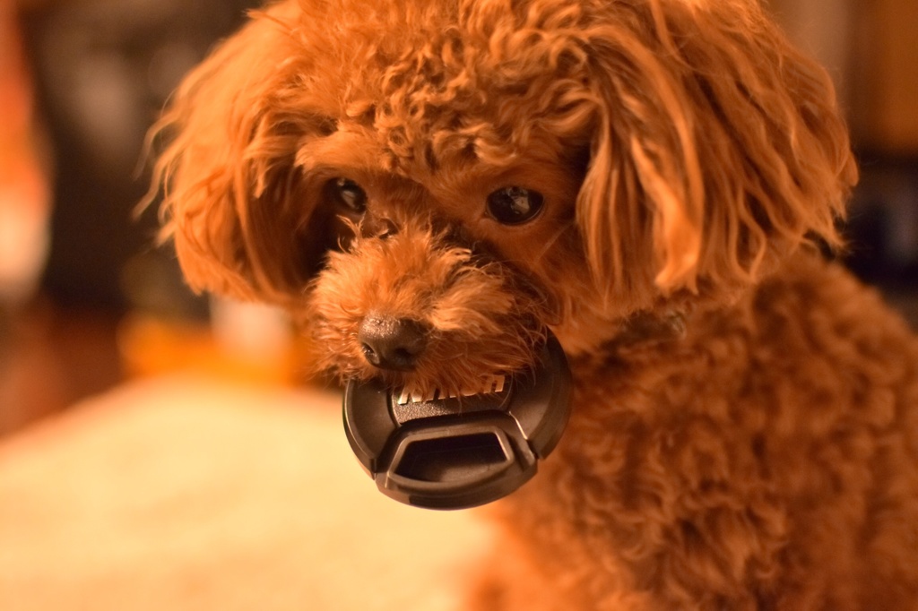 Nikon犬