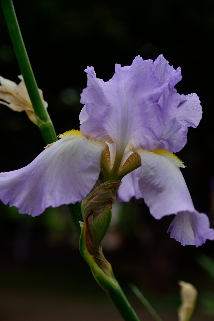 花菖蒲