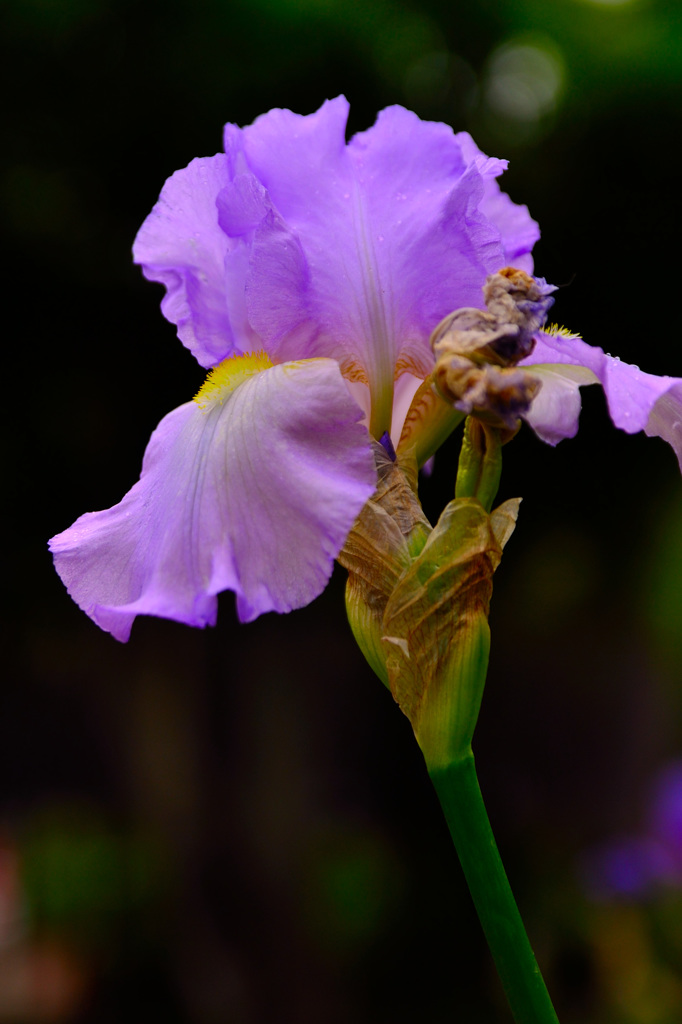 花菖蒲