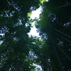 うっそうとした竹林
