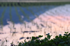 田植え１