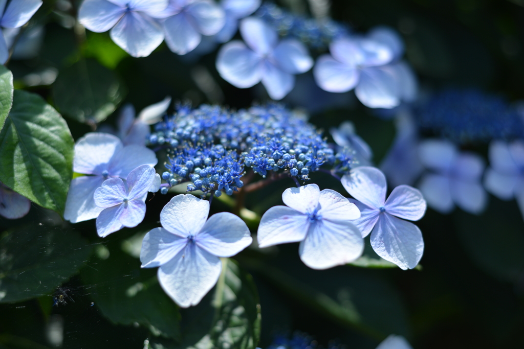 紫陽花1